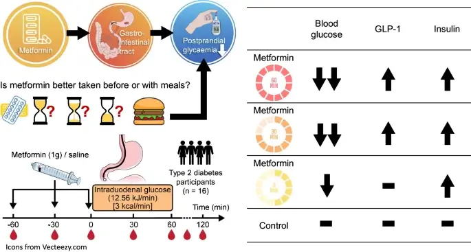 Administration of metformin before meals may optimize its effects in improving post-prandial glycemic control.