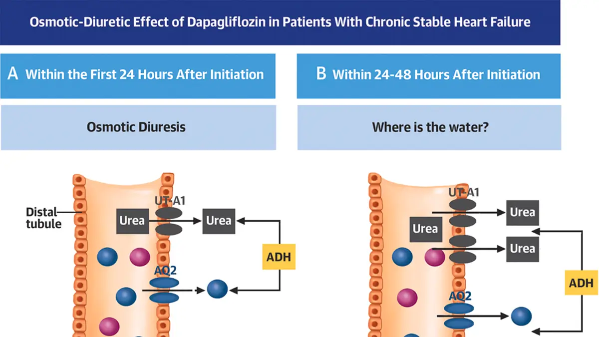 When patients with heart failure are on SGLT2 inhibition, water conservation takes precedence over osmotic diuresis.